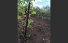Casa Baicoi 120mp. Valea Stelii - 10