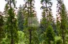 Loc de vis | Poiana Brasov-Silver Mountain - 4