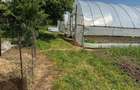 Casa cu 4000 mp teren, Letca Noua, Giurgiu — 1h de București - 16