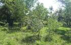 Teren cu livada de vanzare in Albesti de Muscel - 5