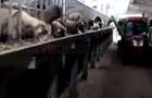 *Fermă modernă export miei | 6 ha | Standarde europene ,Brăila* - 2