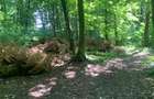 46644 mp teren in Padurea Baneasa proiect exclusivist - 14