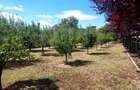 CLUB SNAGOV-VILA SUPERBA, TOTAL PRIVACY,FINISAJE LUX,CURTE 2000  MP,565000 EURO - 5