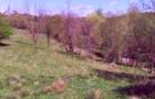 Teren de vis la munte – 7.795 mp – construibil – pârâu, pădure, fără vecini - 4