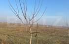 Ferma de nuci - teren agricol, zona Ivesti