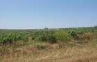 130 Ha comasat 100%, judetul Constanța - 3