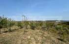 Teren extravilan de vanzare, 5.800 mp, zona Aiud - 1
