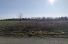 Gradistea/Zona padure - 6
