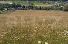 Teren extravilan,  5 hectare, Șaru Dornei - 1