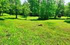 Teren intravilan Talea situat in mijlocul naturii ! - 8