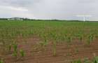 TEREN CU POTENTIAL INDUSTRIAL | 4,35 HA | ARAD, ZADARENI - 7