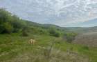 Teren intravilan Corunca – 1000 mp – vedere panoramică 180° + acces pădure – ult - 2