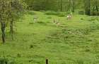 Vand casa & teren, in suprafata de 8000 mp. Rel. la tel. 0741929870. - 10