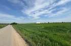 OPORTUNITATE| Teren intravilan 5.000 mp | Ghionea – Ulmi – Giurgiu |dubla D - 5