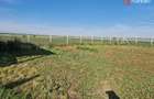Teren extravilan de 3500 mp de vanzare in Remetea Mare - 5