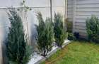 2 camere decomandat, curte proprie București-Prelungirea Ghencea - 14