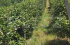 Livada de vanzare, 16.000 mp, zona Hodac