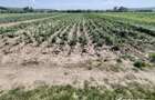 1 ha  teren pe malul Somesului Mic - front 33 m Investitie cu potential ridicat - 11