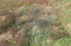 Teren intravilan de vanzare in Hidiselul de Jos, jud.Bihor - 11