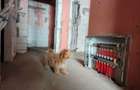 Apartament 2 camere decomandat Pallady cu PARCARE BONUS,Oportunitate - 7