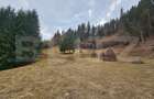 Teren extravilan 11.480 mp cu potențial intravilan – Trâncești, Scărișoara - 3
