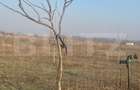 Ferma de nuci - teren agricol, zona Ivesti
