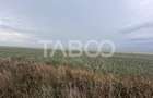 Teren de vanzare 30000 mp   60 ml deschidere Sura Mare Sibiu - 4