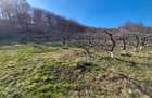 Teren extravilan (inclus in PUG 2026) aproape de Bistrița - 1