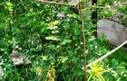 Casă cu 3 camere, garaj și anexe, teren 540 mp, zonă liniștită, fără trafic - 20