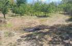 Teren extravilan de vânzare – Stănești, 3.861 mp, livadă de cireși - 4