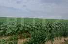 Teren intravilan de vanzare, parcelat, 11379 mp, Salcea - 4