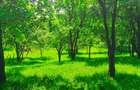Teren intravilan Talea situat in mijlocul naturii ! - 11