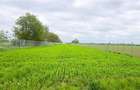 Teren 3.600 m² in Odoreu | 7 km de Satu Mare | 160 m de Principala - 9