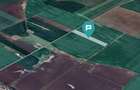 Teren 30.000 mp cu acces asfaltat – Peciu Nou - 4