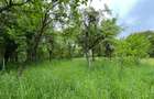 🏡 Casă săsească autentică în Viscri (UNESCO) | 2.500+ mp | Potențial pensiune | - 5