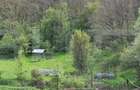 PADURE SALCAM, 120000mp, BRADESTI - 1