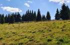 Oportunitare | Teren 1350 mp cu PUZ | Belis - 10