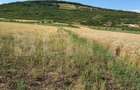Teren intravin 2000 mp in Soimus - 1