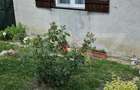 Casa 4 camere 126 mp utili, 700 mp teren, zona Viile Satu Mare - 12