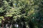 Casă individuală Buftea, 3.162 mp teren, ieșire spre lac - 45