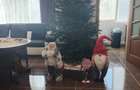 39351  Apartament 3 camere Inel 2 - 3