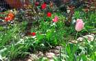 Casa D+P, teren 500 mp, garaj,Iulius Mall|, str Dunarii, Cluj-Napoca, comision 0 - 9