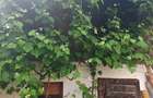 Casa 4 camere libera la vanzare RASNOV - zona Mihai Eminescu - 23