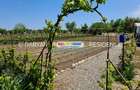 Teren in Poienari Apostoli, 21 E mp, Avantajos, DN1, 34.500 euro - 15
