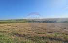 Teren intravilan, 7500 mp in Moara Carp / Strada Eternitatii-Suceava - 10