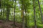 PĂDURE DE VÂNZARE – 17 HA – VALEA MARE, COMUNA BĂLILEȘTI, JUDEȚUL ARGEȘ - 6
