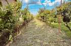 VILA CU 14 CAMERE SI 3405 MP TEREN IN SANMARTIN - 7