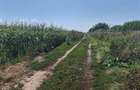 Teren agricol sau zona agrement HALCHIU - langa Lacuri si Balastiera - 2