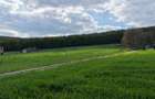 Teren INTRAVILAN cu PUZ, 2.200 eur/ar, rezidental, str. Razboieni - Centura - 8