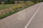 Teren 3500 mp la drum asfaltat-agricultura, investitie-Chintelnic - 2